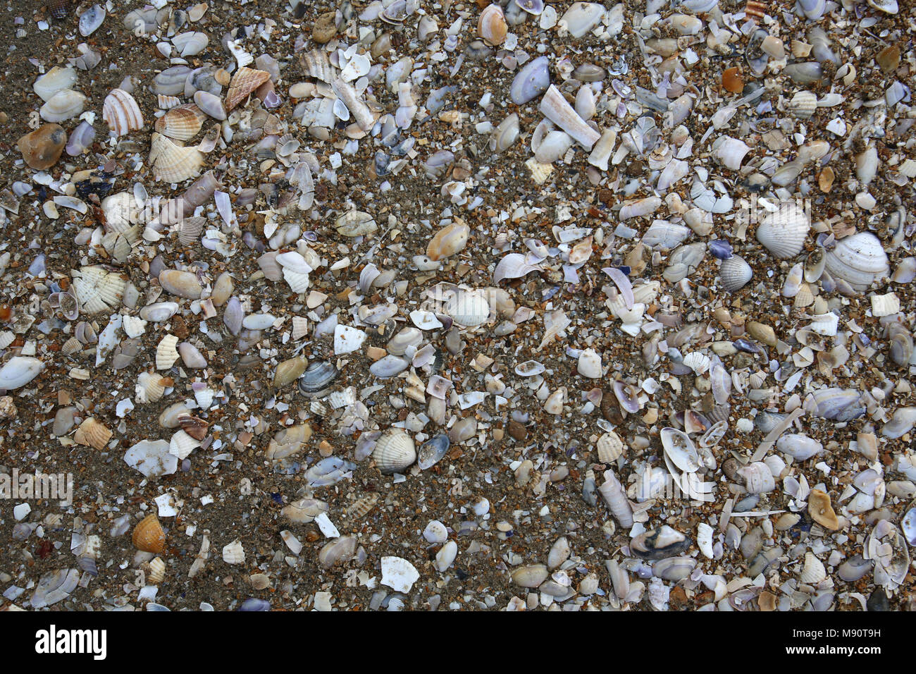 Coquillages sur la plage de Cabourg, France. Banque D'Images