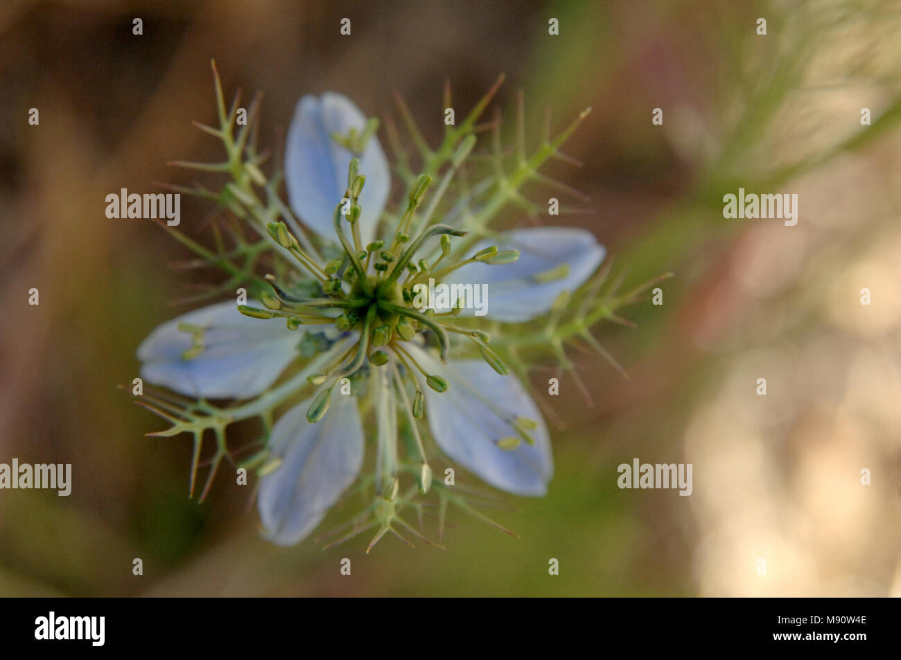 Nigella une belle fleur bleu pâle et de plantes médicinales qui poussent à l'état sauvage en Provence, France. Banque D'Images