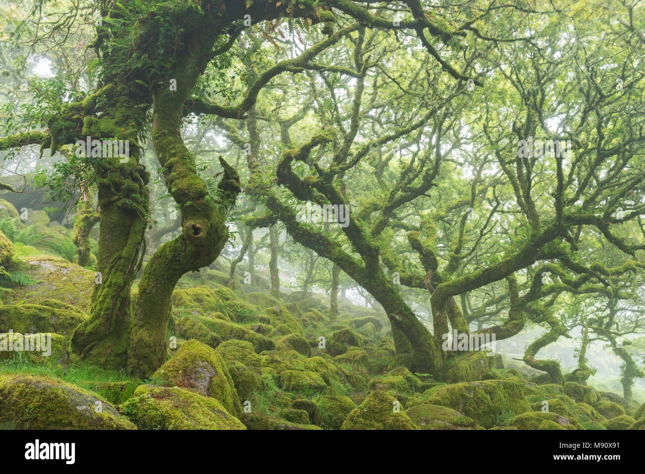 Twisted, moss couverts de chênes rabougris dans Wistman's Wood SSSI, Dartmoor National Park, Devon, Angleterre. L'été (juillet) 2017. Banque D'Images