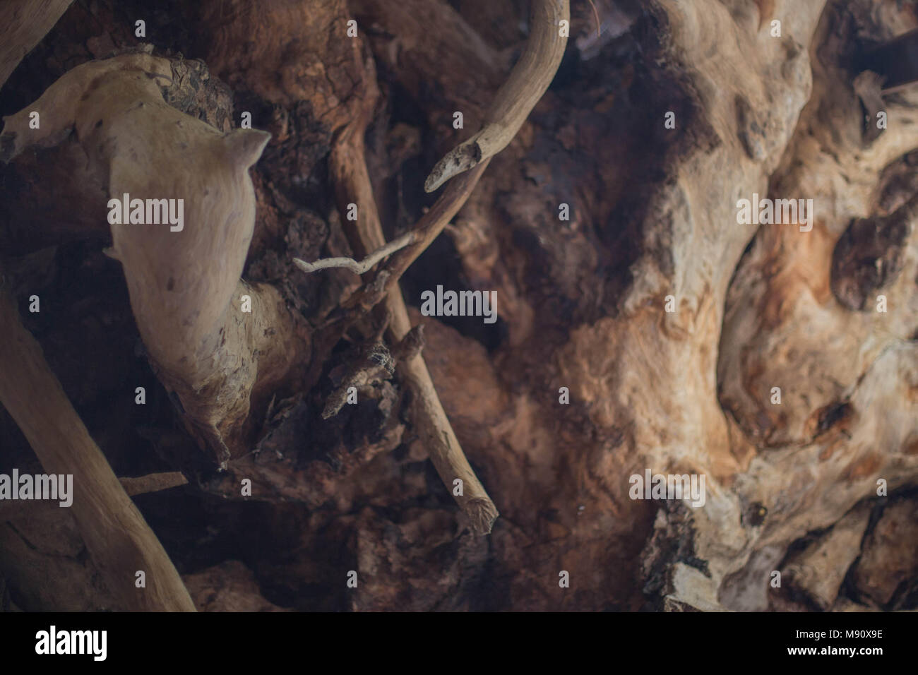Ancienne vieille des racines d'arbre close up nature beauté naturel marron Eucalyptus fond concept générations photographie la lumière du jour Banque D'Images