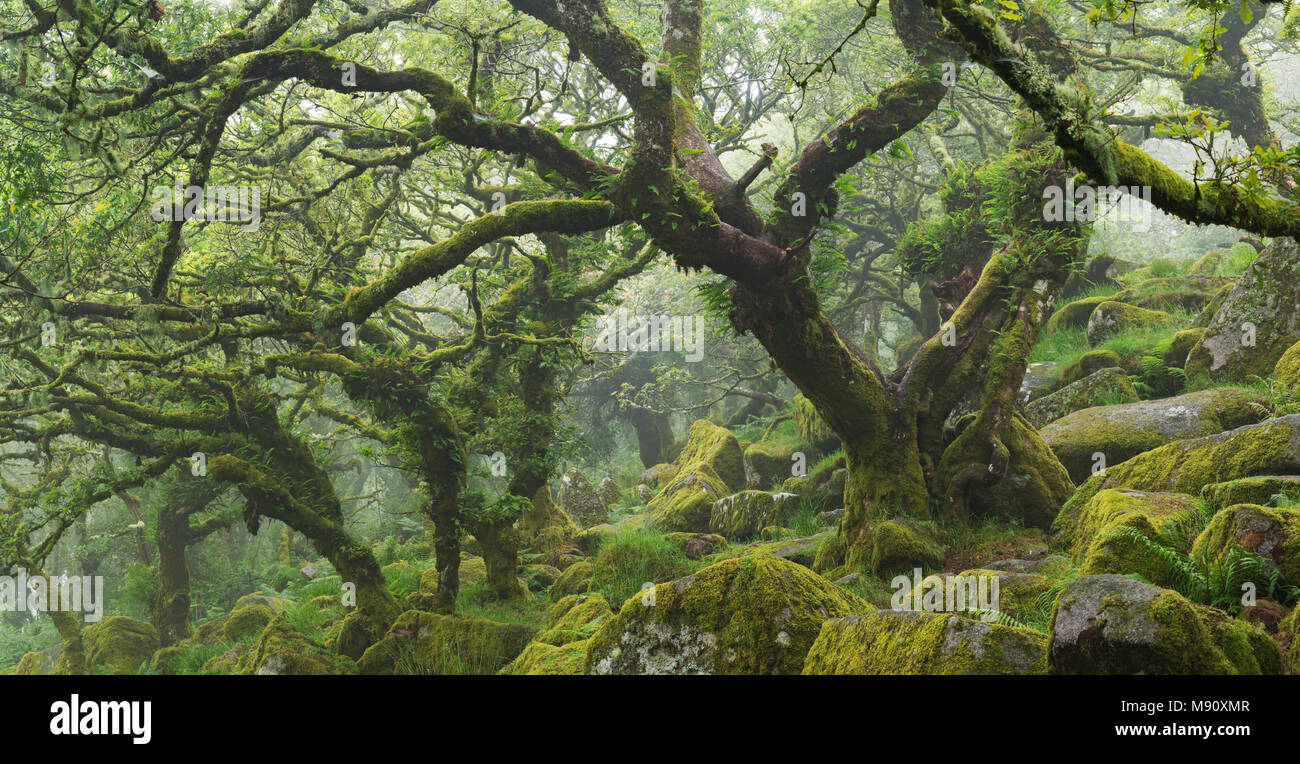 Tordus, d'arbres couverts de mousse dans le mystérieux Wistman's Wood dans le Dartmoor National Park, Devon, Angleterre. L'été (juillet) 2017. Banque D'Images