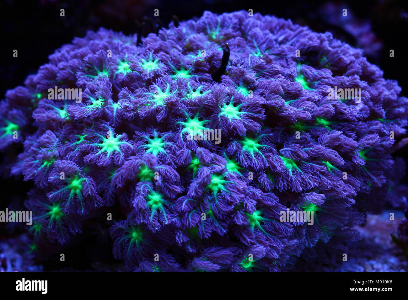 Clavularia coraux polypes gant Banque D'Images