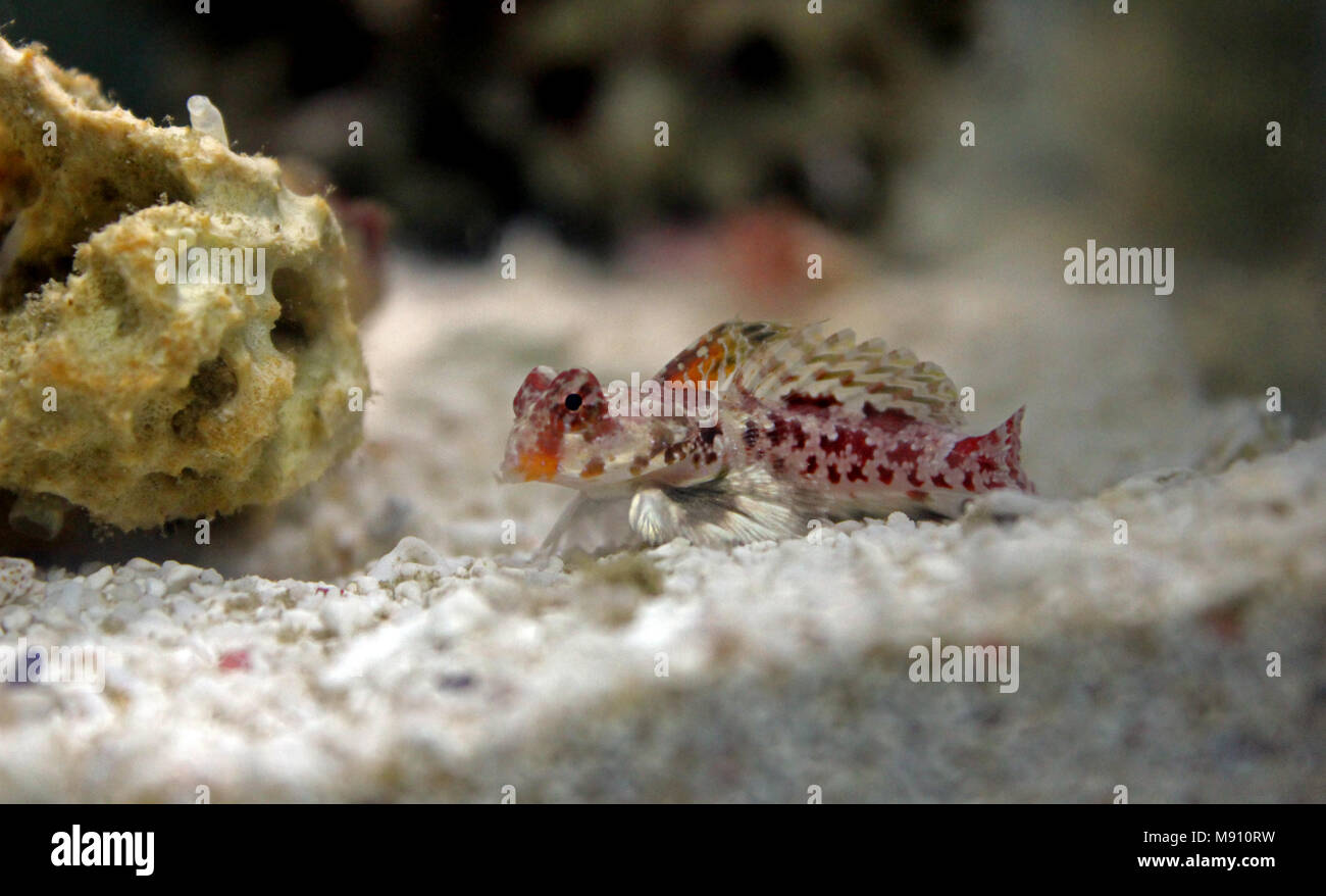 Scooter Dragonet rouge (Synchiropus stellatus) Banque D'Images
