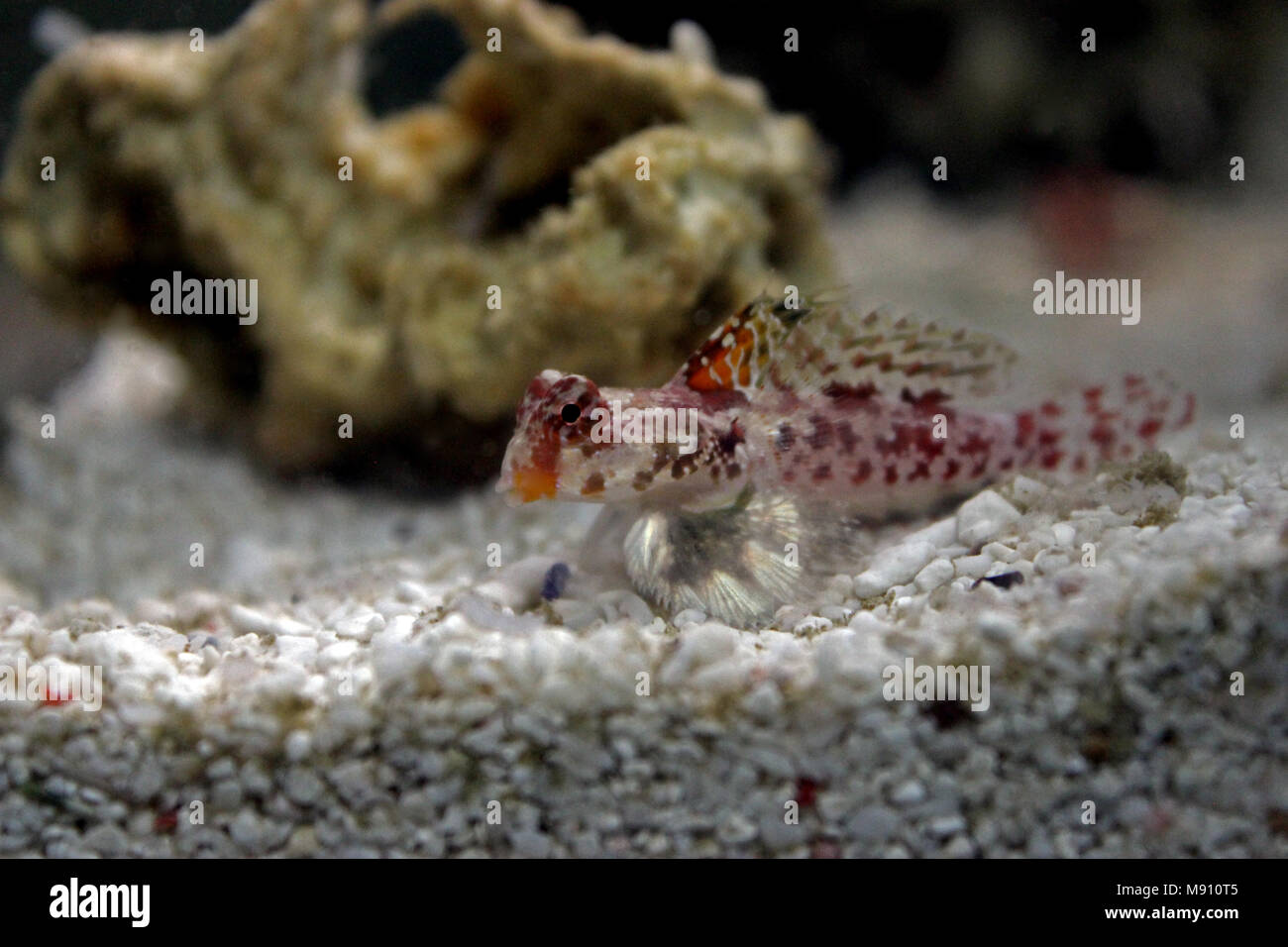 Scooter Dragonet rouge (Synchiropus stellatus) Banque D'Images