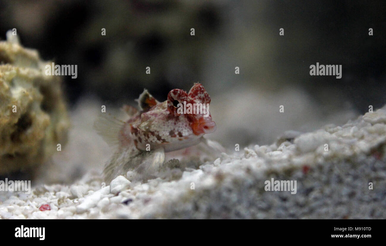 Scooter Dragonet rouge (Synchiropus stellatus) Banque D'Images