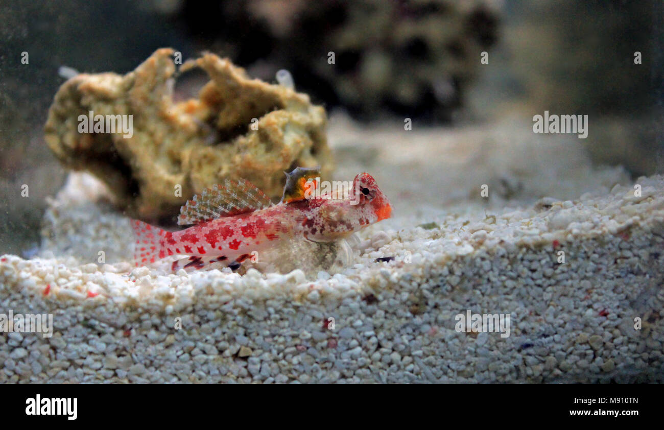 Scooter Dragonet rouge (Synchiropus stellatus) Banque D'Images