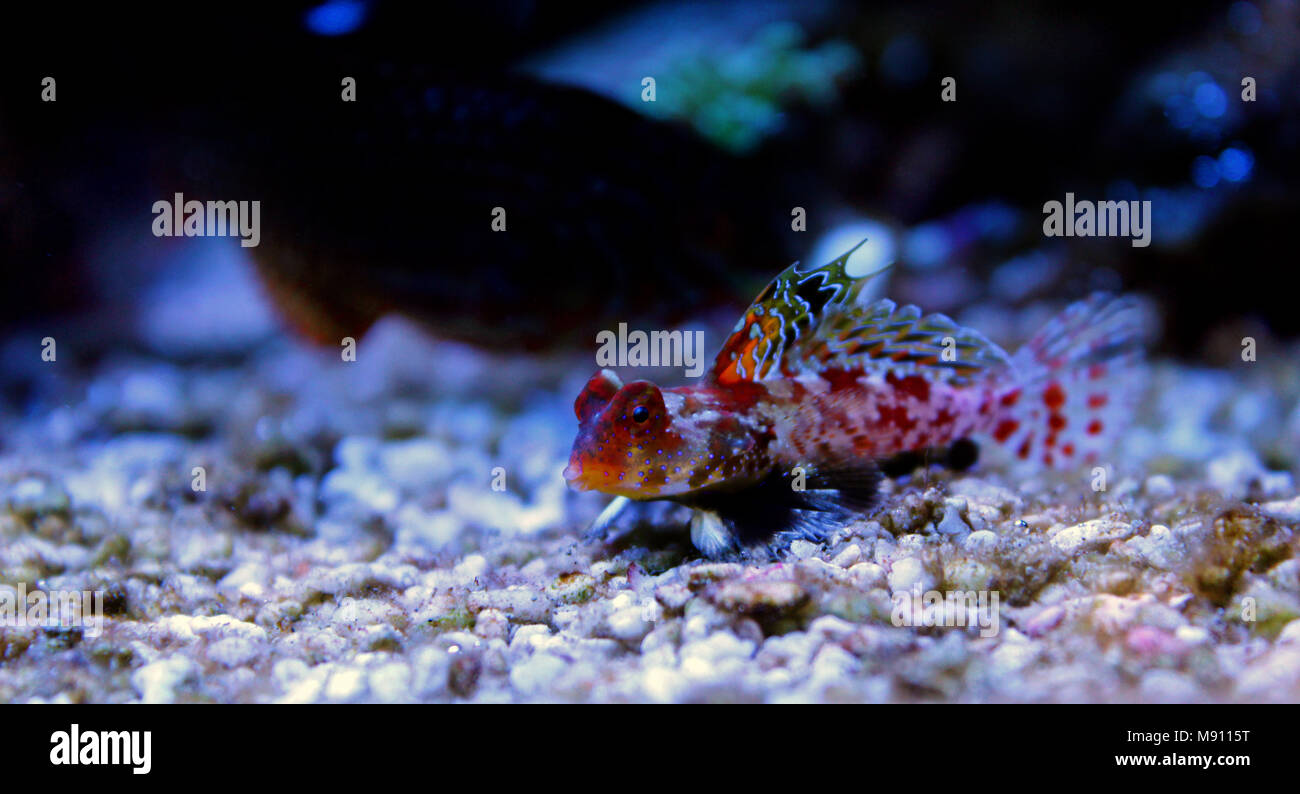 Scooter Dragonet rouge (Synchiropus stellatus) Banque D'Images