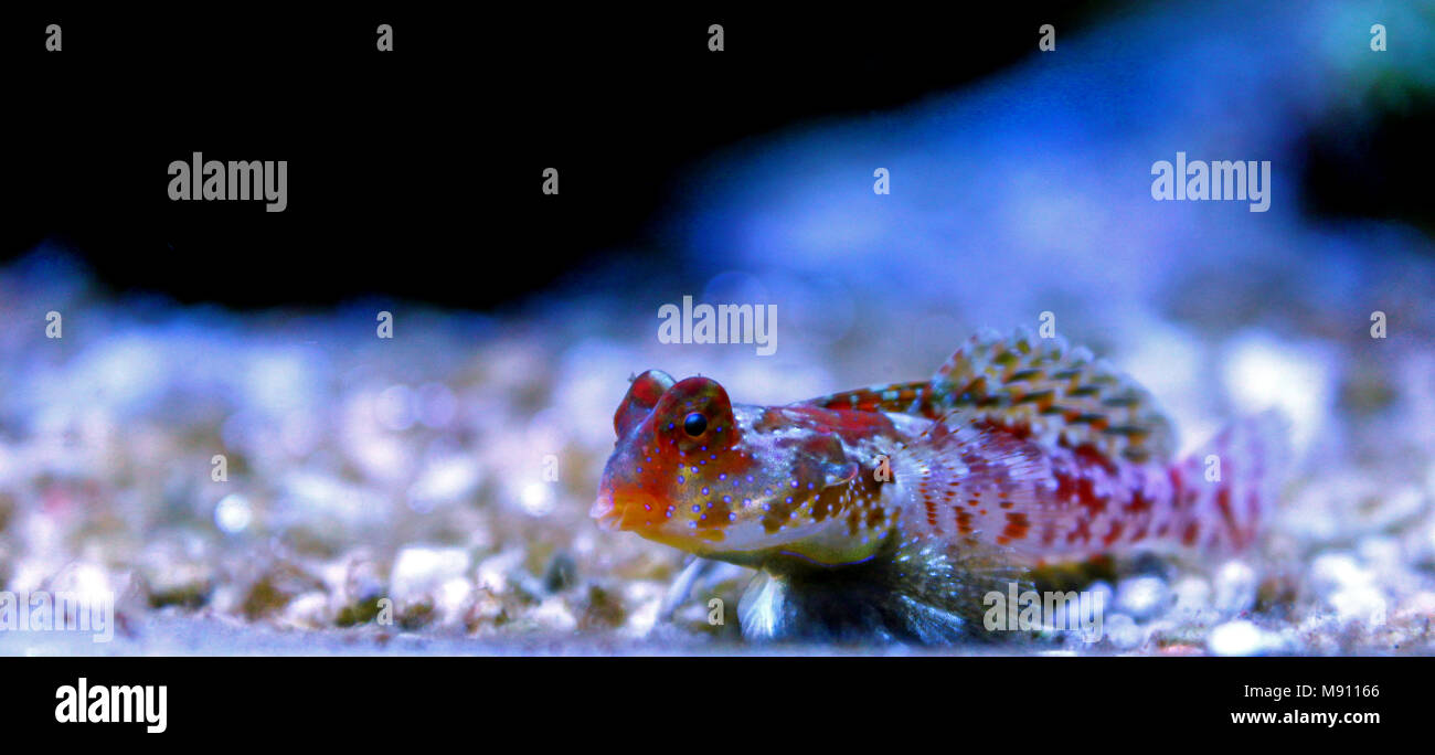 Scooter Dragonet rouge (Synchiropus stellatus) Banque D'Images