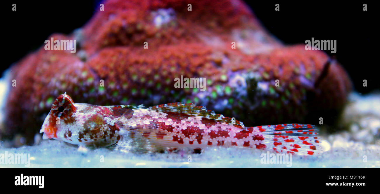 Scooter Dragonet rouge (Synchiropus stellatus) Banque D'Images