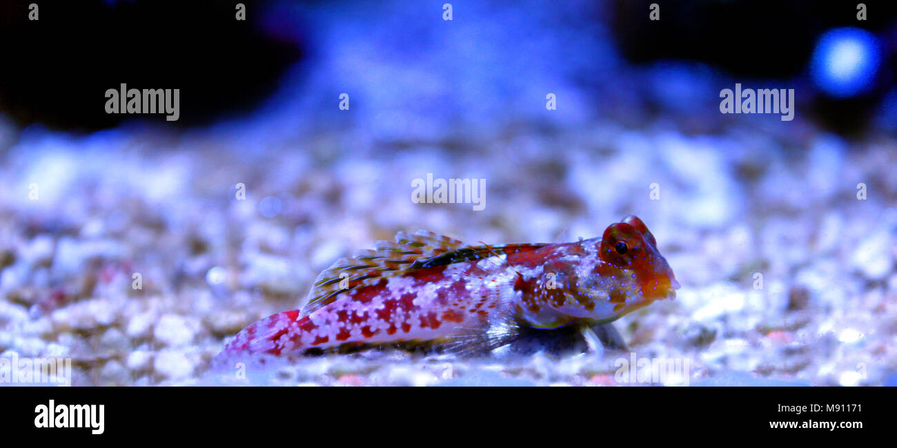 Scooter Dragonet rouge (Synchiropus stellatus) Banque D'Images