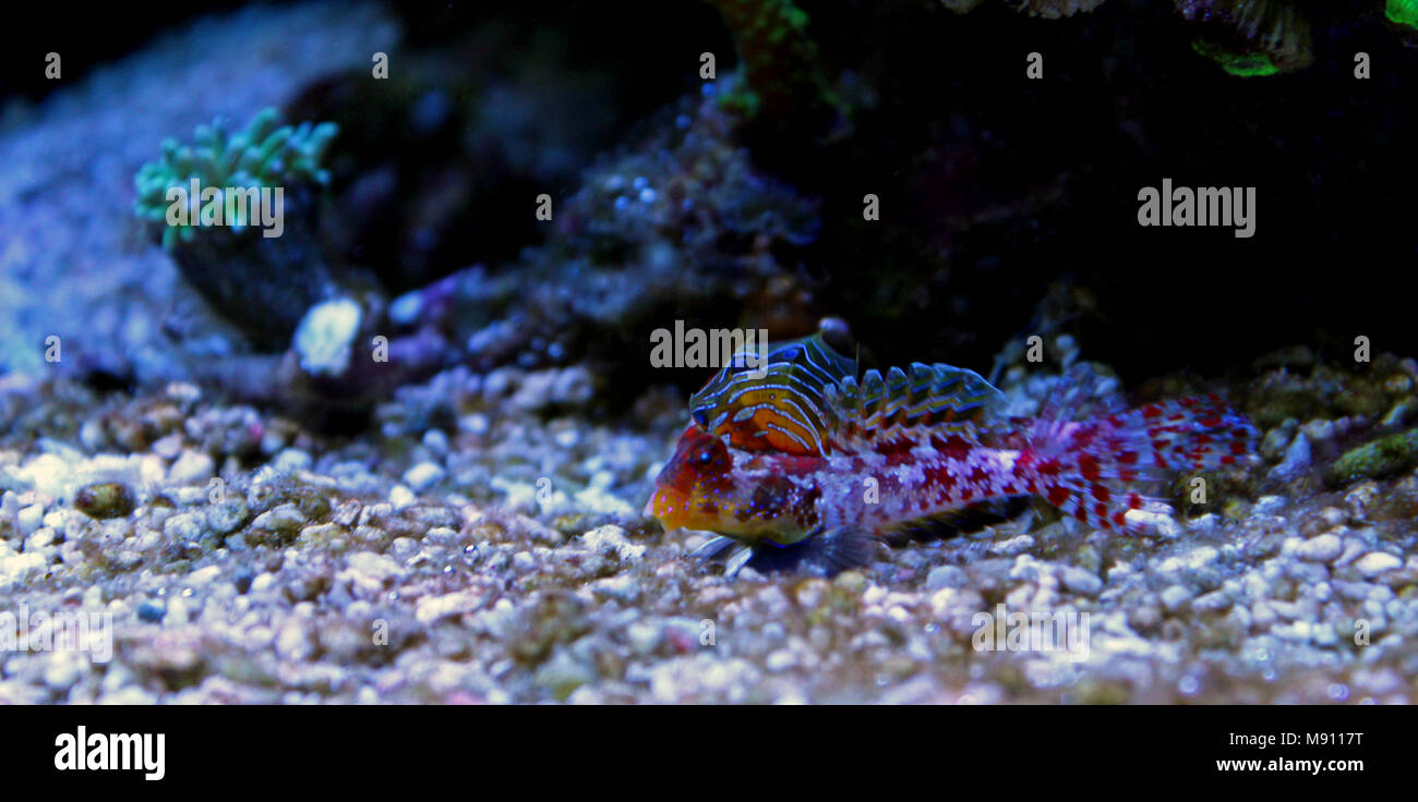 Scooter Dragonet rouge (Synchiropus stellatus) Banque D'Images