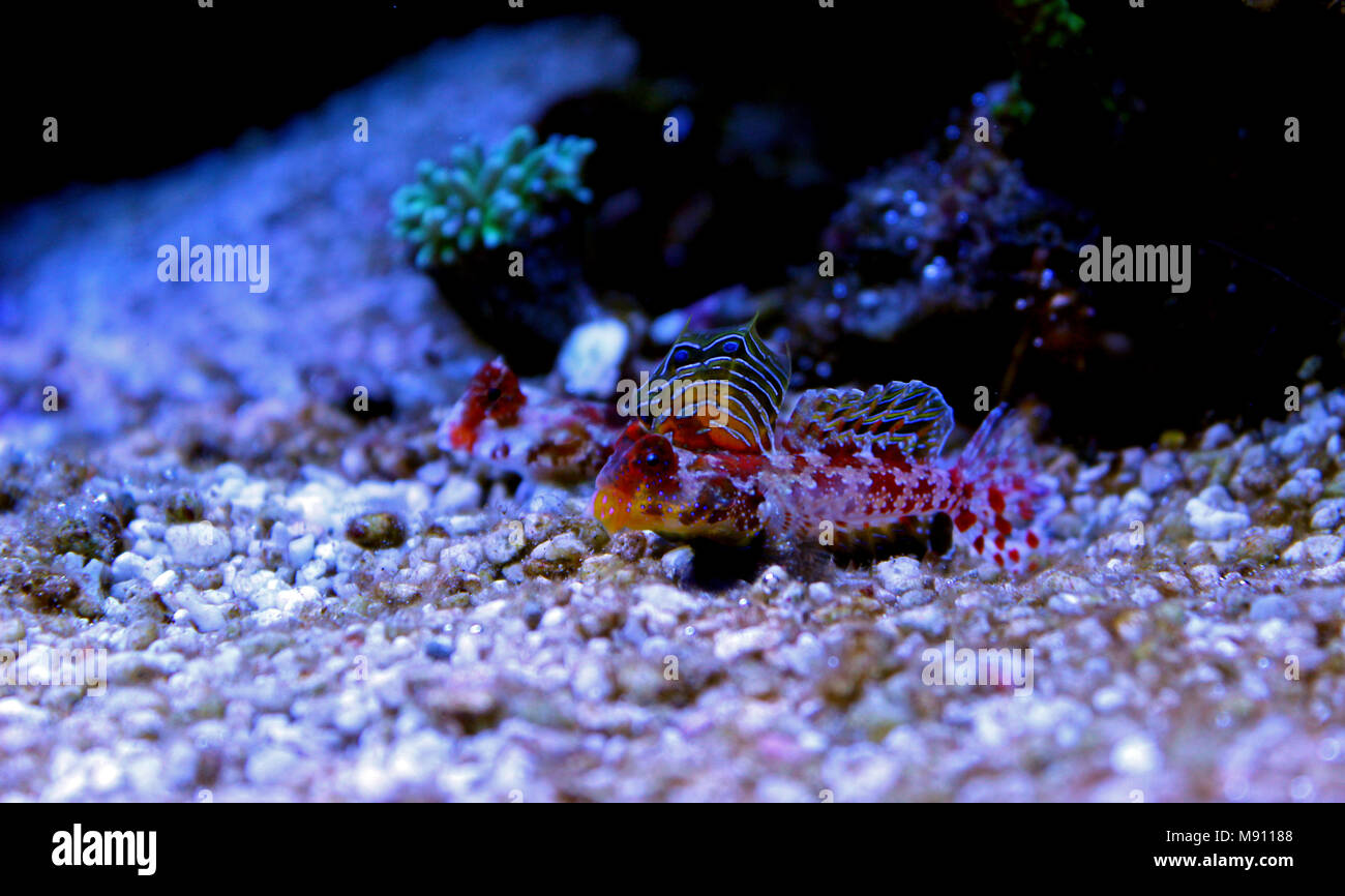 Scooter Dragonet rouge (Synchiropus stellatus) Banque D'Images