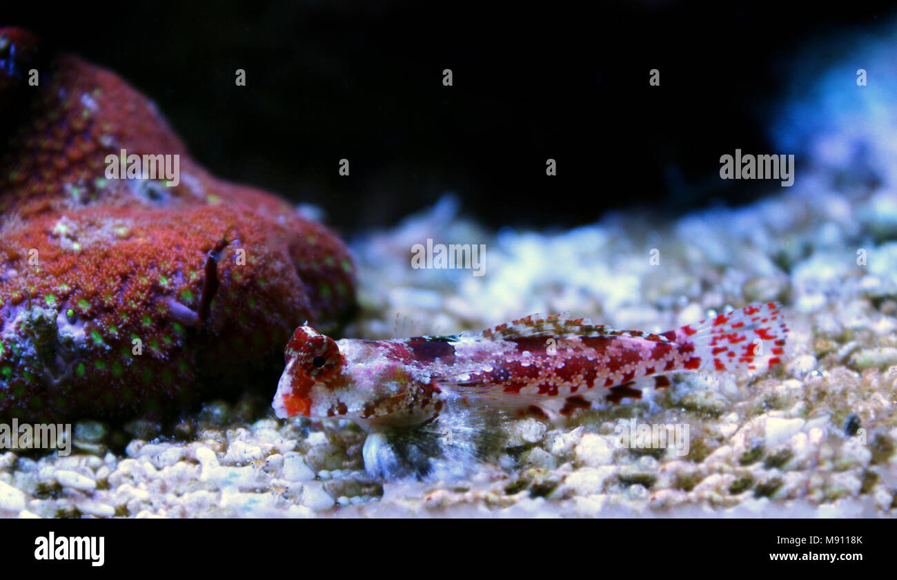 Scooter Dragonet rouge (Synchiropus stellatus) Banque D'Images