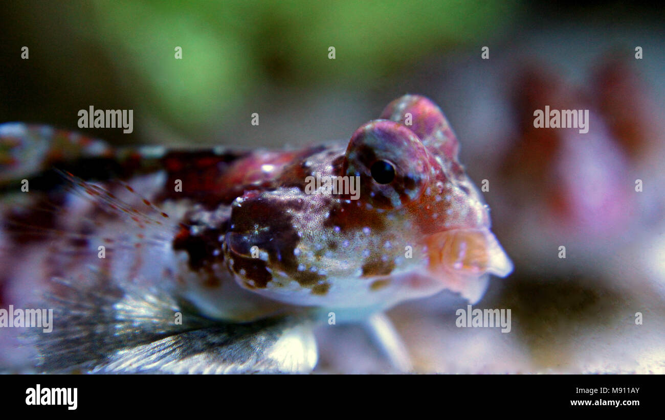 Scooter Dragonet rouge (Synchiropus stellatus) Banque D'Images