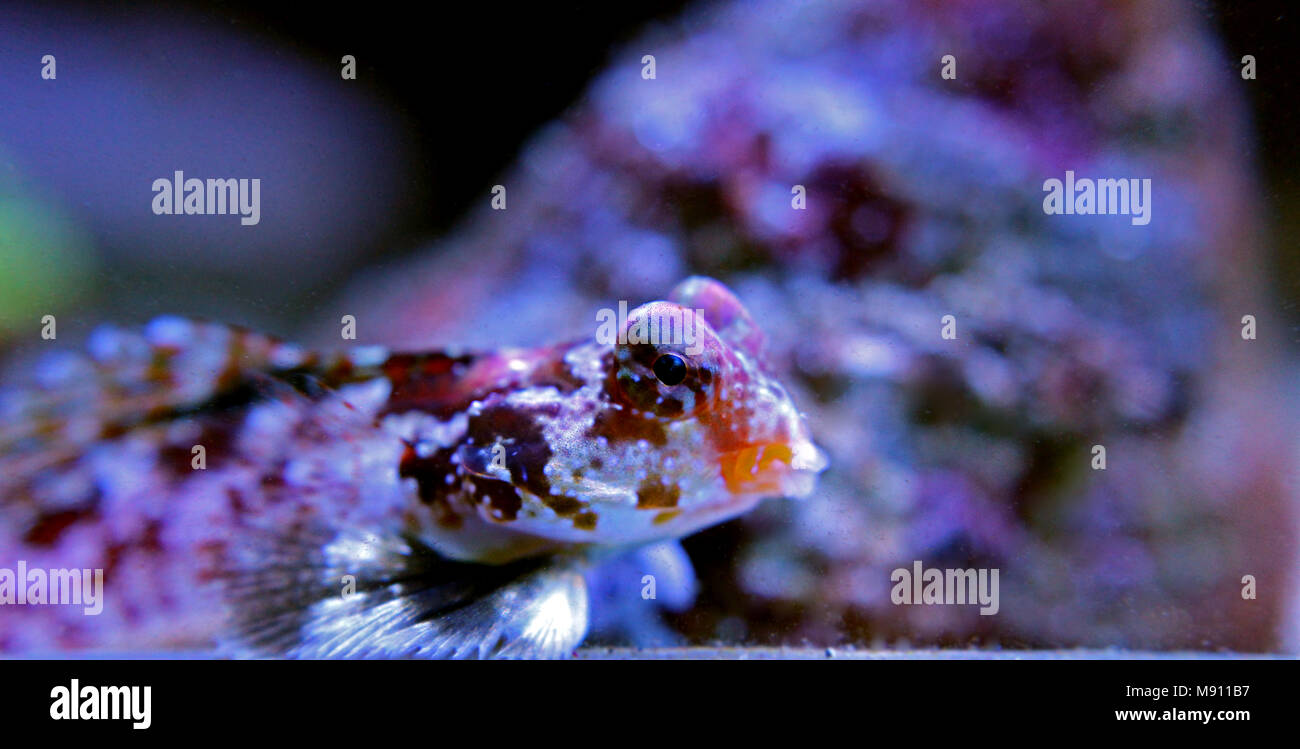 Scooter Dragonet rouge (Synchiropus stellatus) Banque D'Images