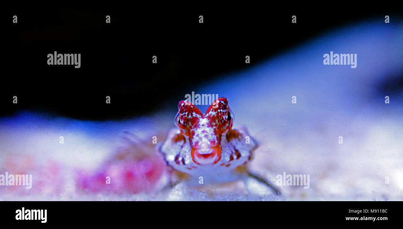 Scooter Dragonet rouge (Synchiropus stellatus) Banque D'Images