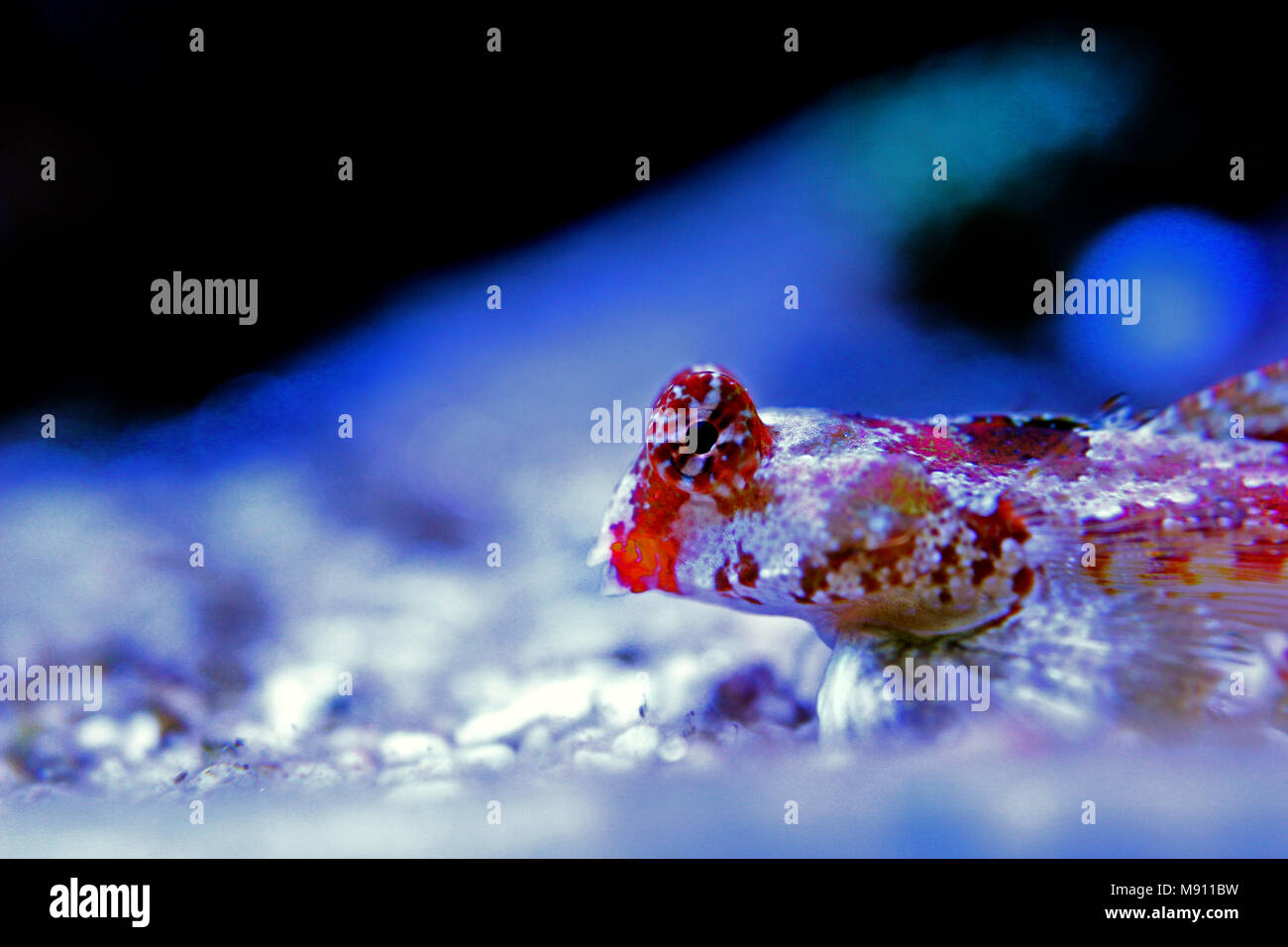 Scooter Dragonet rouge (Synchiropus stellatus) Banque D'Images