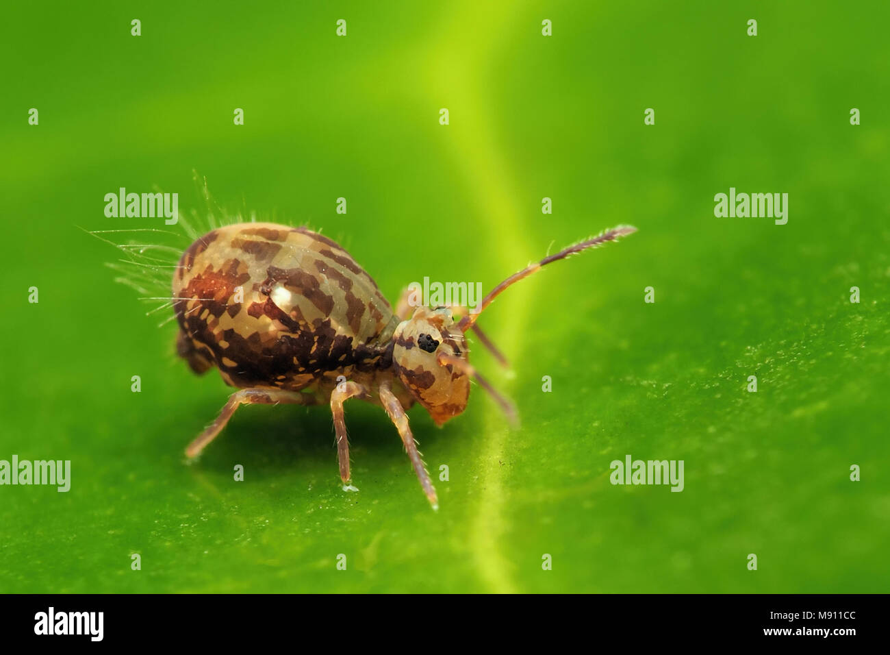 Springtail globulaire (Dicyrtomina saundersi) reposant sur une feuille de rhododendron. Tipperary, Irlande Banque D'Images