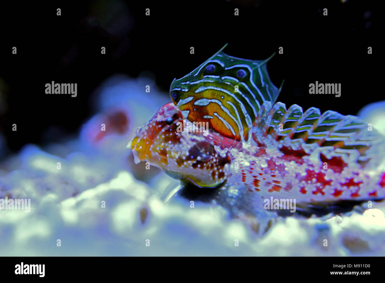 Scooter Dragonet rouge (Synchiropus stellatus) Banque D'Images