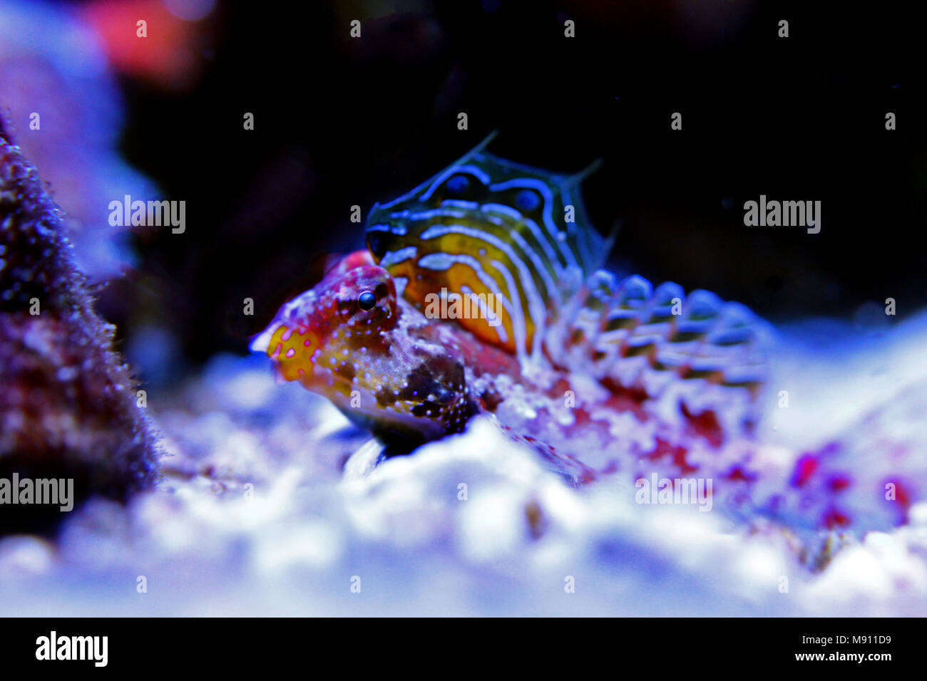 Scooter Dragonet rouge (Synchiropus stellatus) Banque D'Images