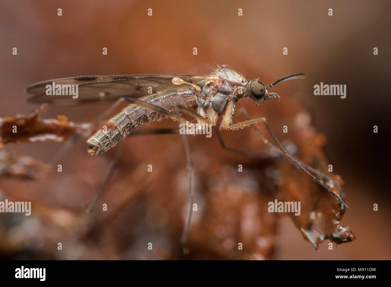 Gnat (fenêtre Sylvicola sp.) reposant sur le tronc d'arbre dans les bois Banque D'Images