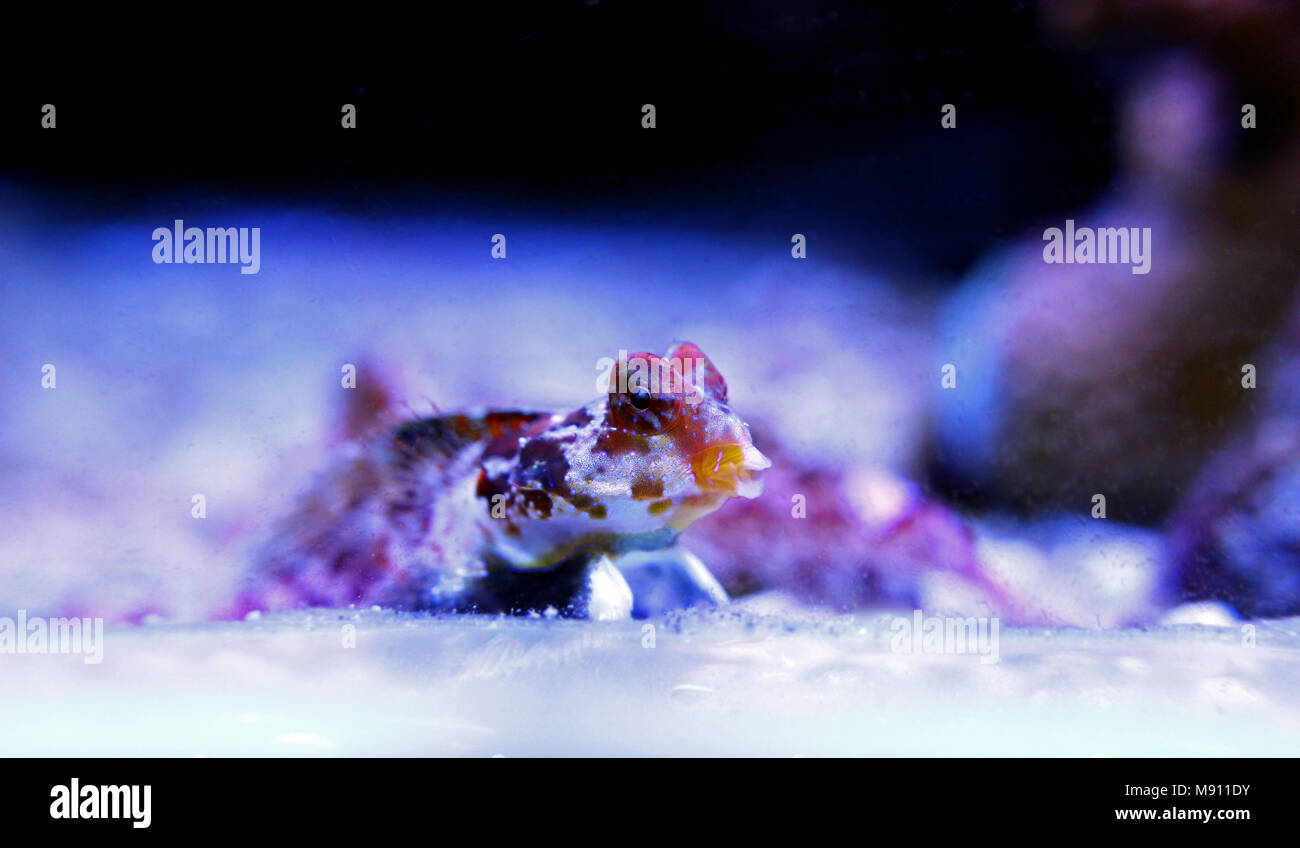 Scooter Dragonet rouge (Synchiropus stellatus) Banque D'Images