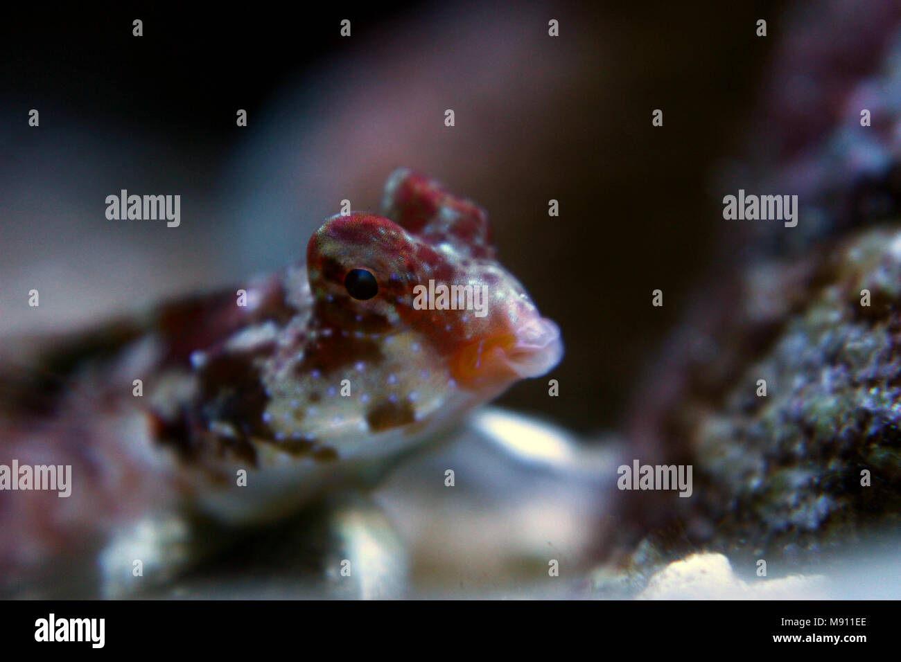 Scooter Dragonet rouge (Synchiropus stellatus) Banque D'Images