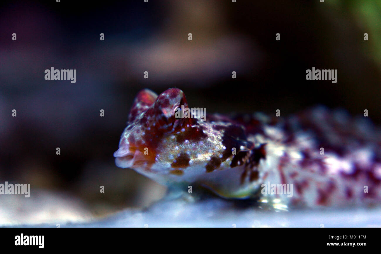 Scooter Dragonet rouge (Synchiropus stellatus) Banque D'Images