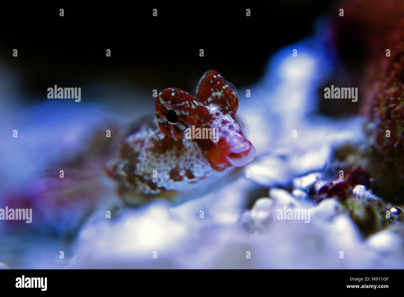 Scooter Dragonet rouge (Synchiropus stellatus) Banque D'Images