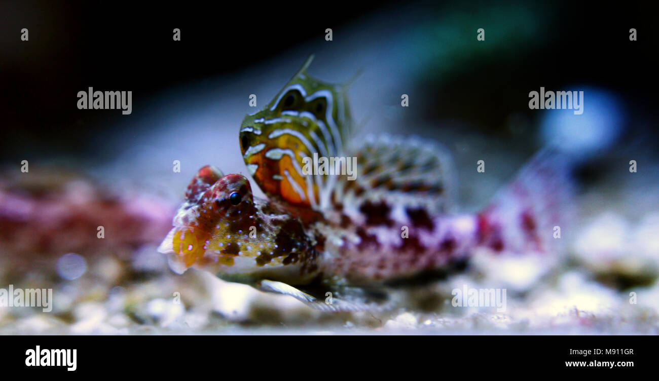 Scooter Dragonet rouge (Synchiropus stellatus) Banque D'Images