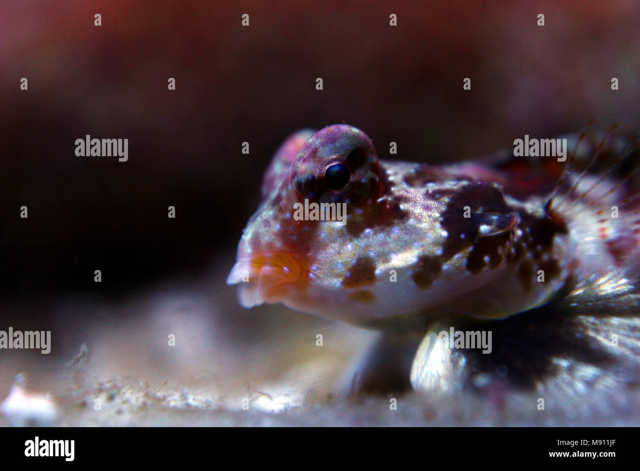 Scooter Dragonet rouge (Synchiropus stellatus) Banque D'Images