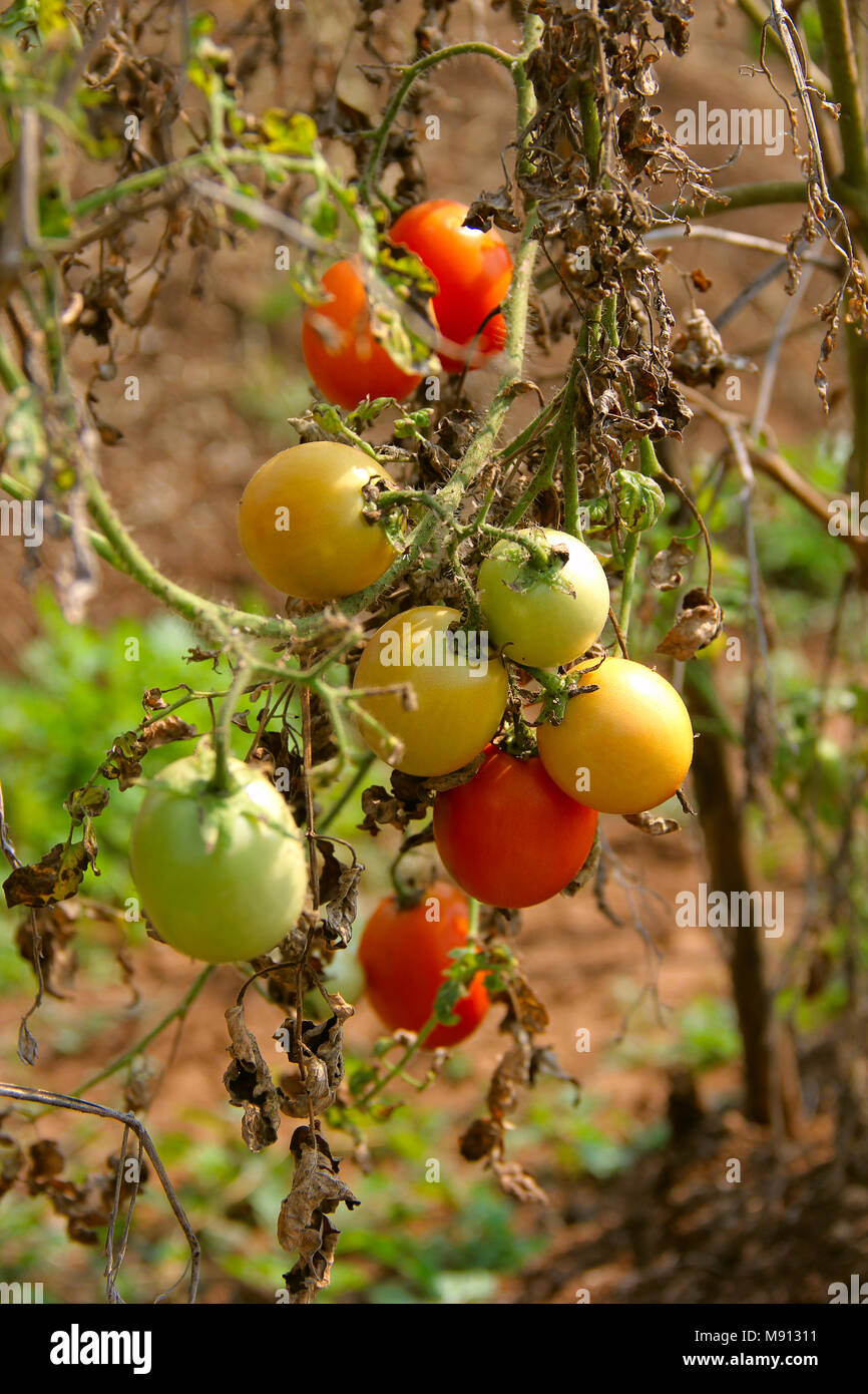 Bouquet de tomates crues sur arbre, rouge, vert et orange en couleur à Khedshivapur à Pune Banque D'Images