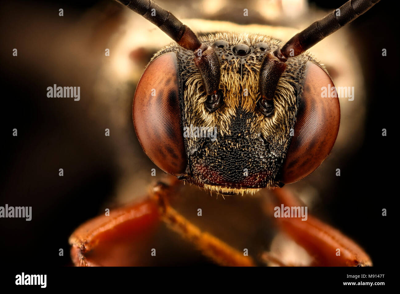Abeilles aux yeux rouges. Triepeolus distinctus, m, co Anne Arundel, MD, du  visage Photo Stock - Alamy