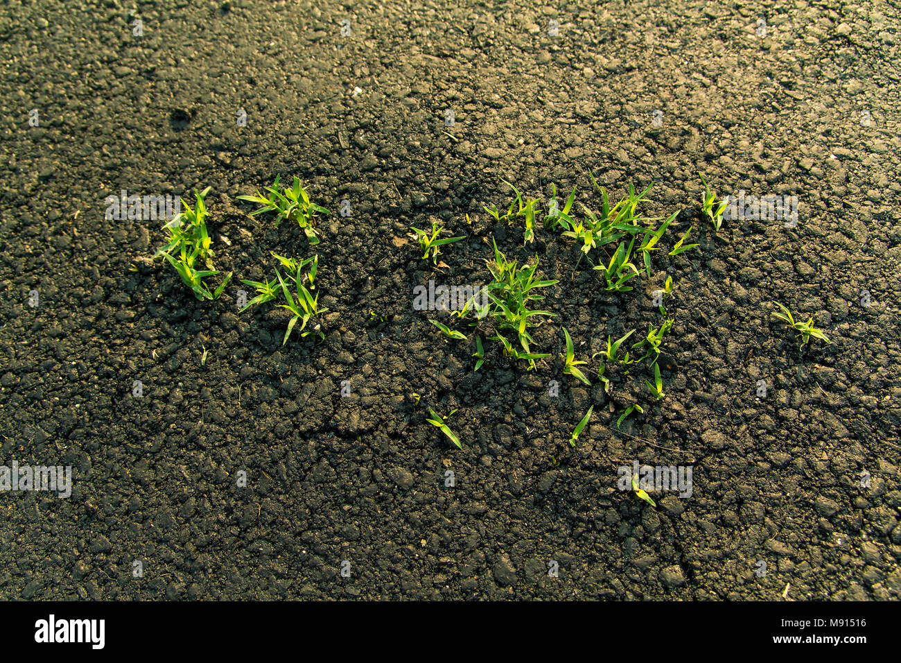 Insérer les herbes à partir de la route asphaltée. Banque D'Images