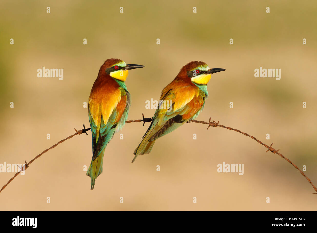 Europese bijeneter zittend op prikkeldraad ; European Bee-eater assis sur les barbelés ; Banque D'Images