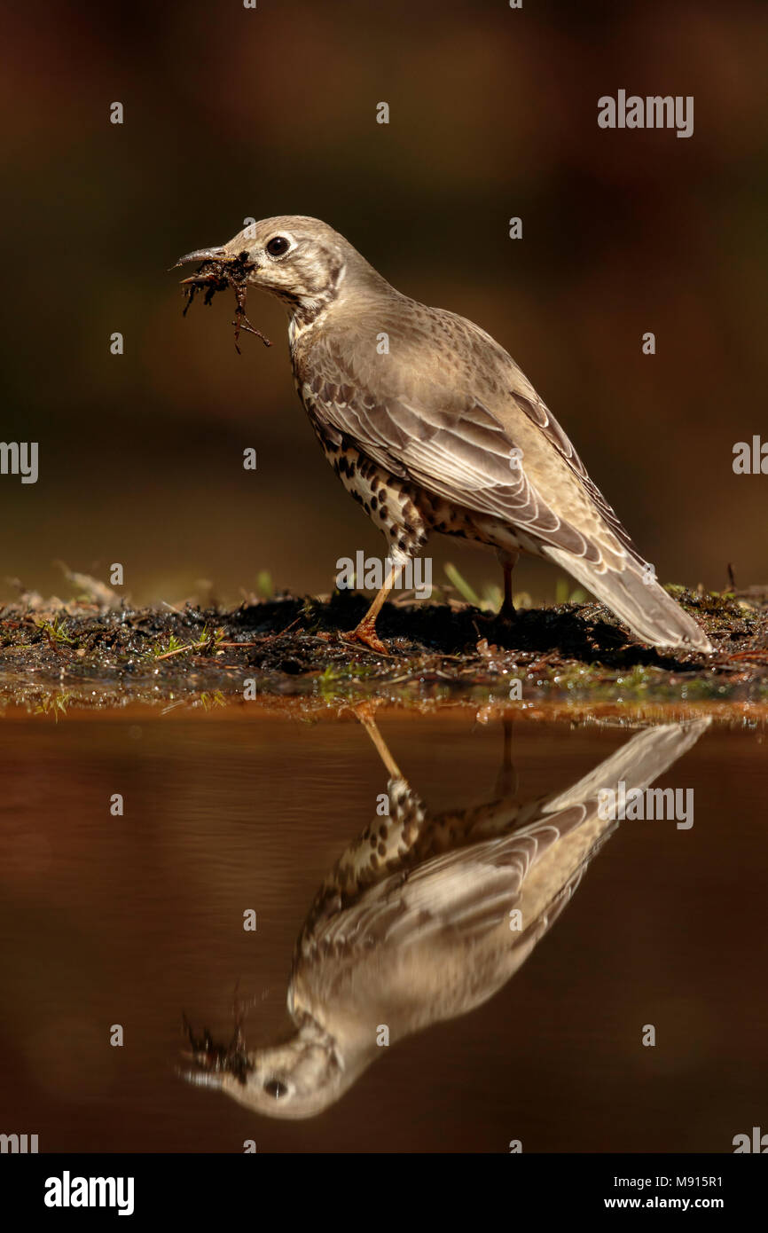 Grote Lijster rencontré nest materiaal en zijn bek bij, eau Mistle Thrush nid avec des matériaux de construction dans son bec, de l'eau à proximité Banque D'Images