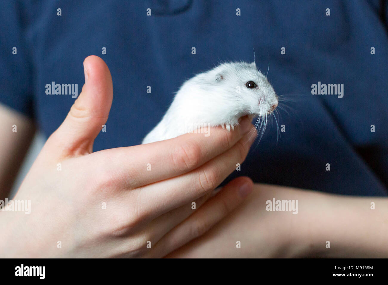 Young Hamster Banque De Photographies Et D Images A Haute Resolution Alamy