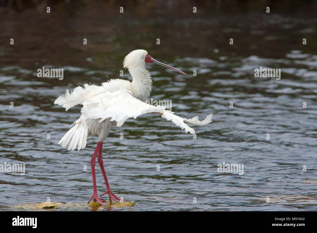 Veren verzorgende Glossaire Lepelaar, Lissage spatule africaine Banque D'Images