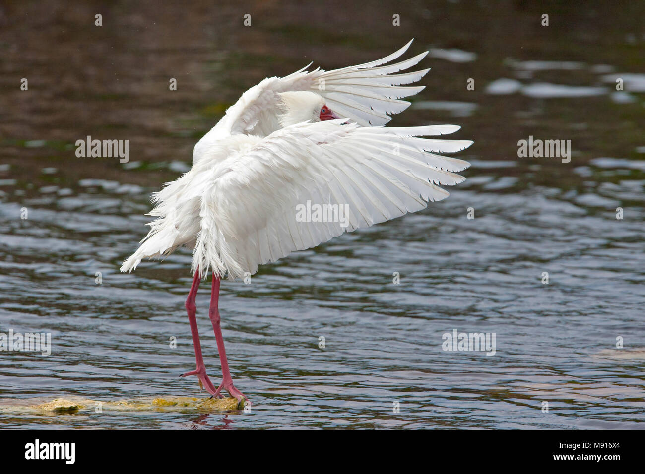 Veren verzorgende Glossaire Lepelaar, Lissage spatule africaine Banque D'Images