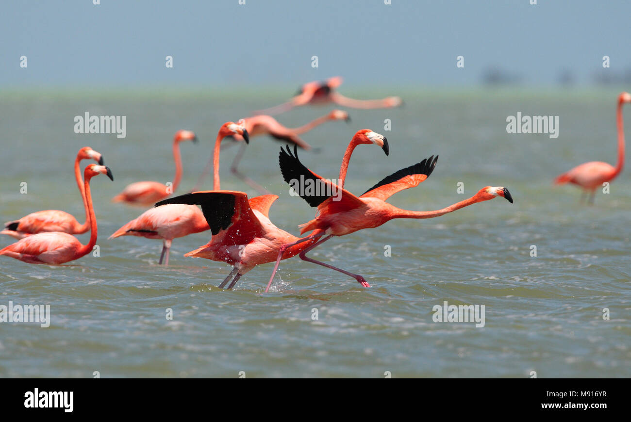 Rode Flamingo een groep opstijgend Uit het water Mexique, American Flamingo un troupeau sur le décollage à partir de l'eau au Mexique Banque D'Images