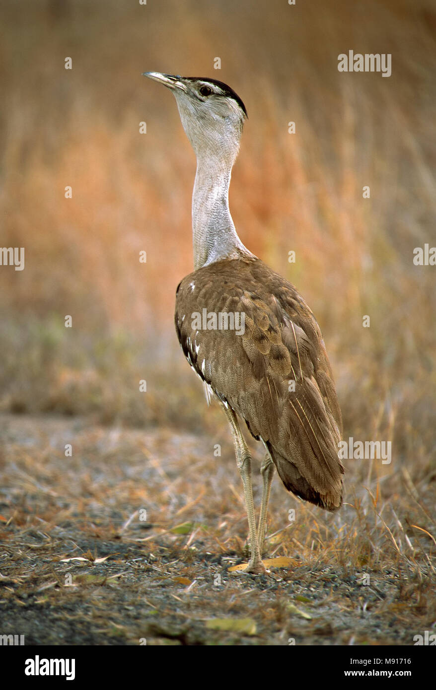 Piège Australische weg langs de Queensland, Australie Australian Bustard le long de la route, Queensland, Australie Banque D'Images