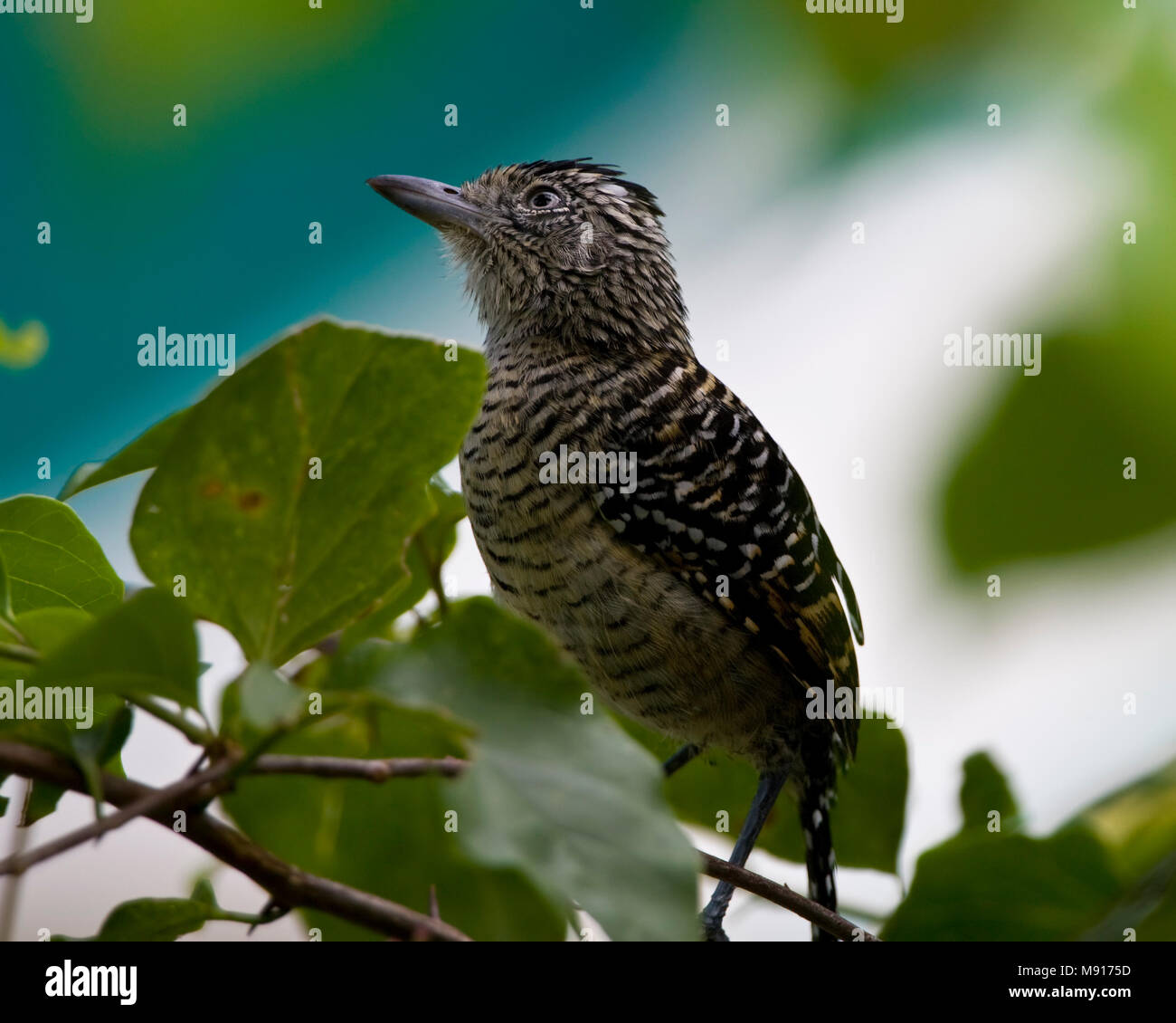 Mannetje Gebandeerde Mierklauwier à boom-Tobago, Homme interdit Antshrike arbre en Tobago Banque D'Images