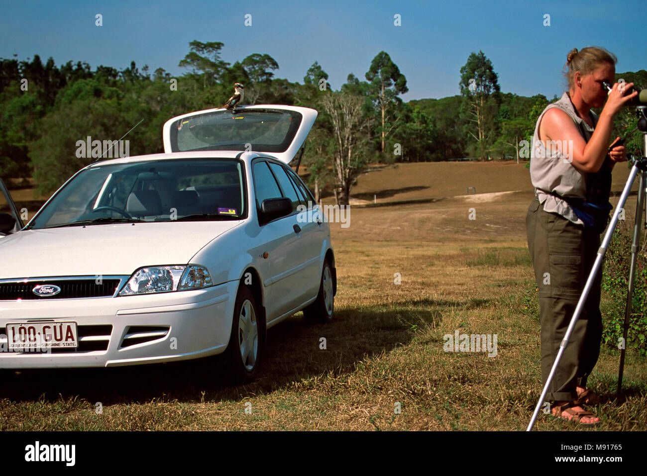 Kijkend Kookaburra auto op naar vogelaar Queensland Australie Kookaburra riant sur voiture regardant observateur Queensland Australie Banque D'Images