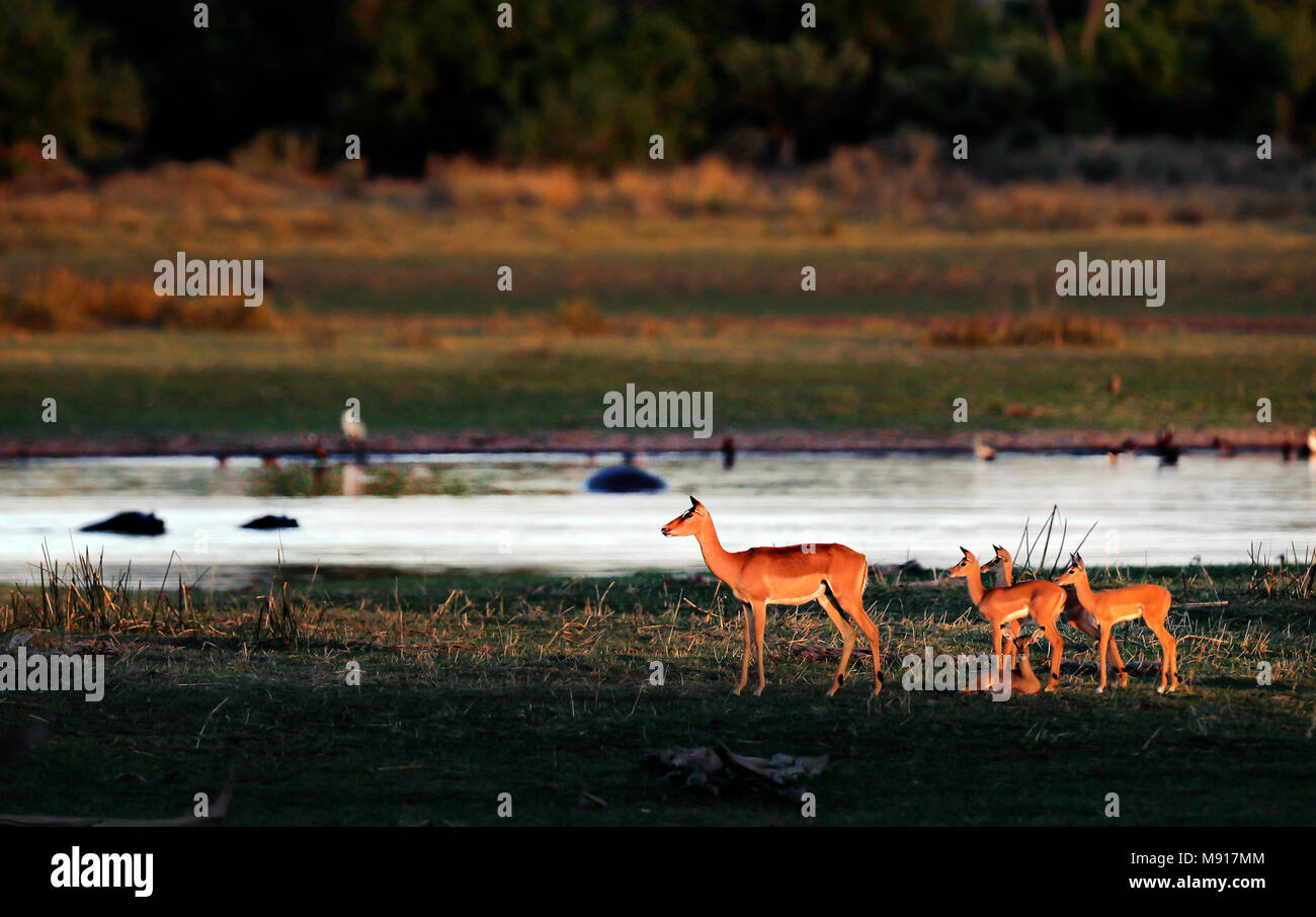 Une famille Impala au lever du soleil dans la région de Moremi dans le Delta de l'Okavango au Botswana. Banque D'Images