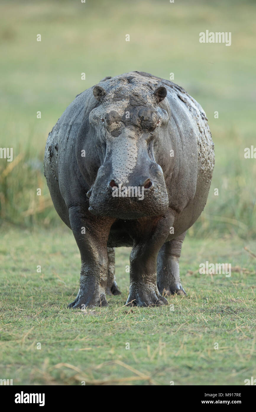 Hippopotamus au crépuscule dans la Réserve de Moremi Game, le Botswana. Banque D'Images