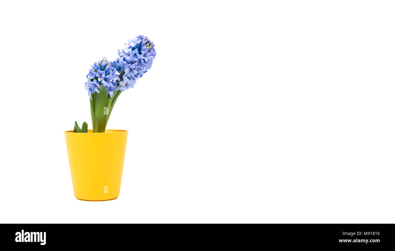 Petit pot de fleurs de mauve en jaune, godet isolé sur fond blanc. La  décoration de la maison. Pot de fleurs jaune Photo Stock - Alamy