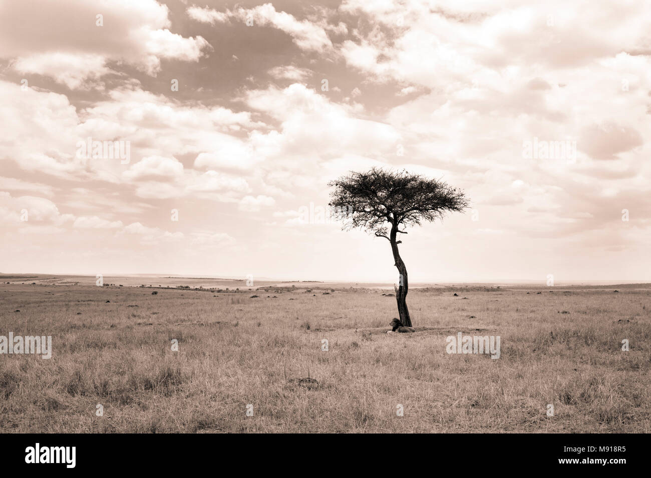 Arbre dans la brousse. Le Masai Mara. Au Kenya. Banque D'Images