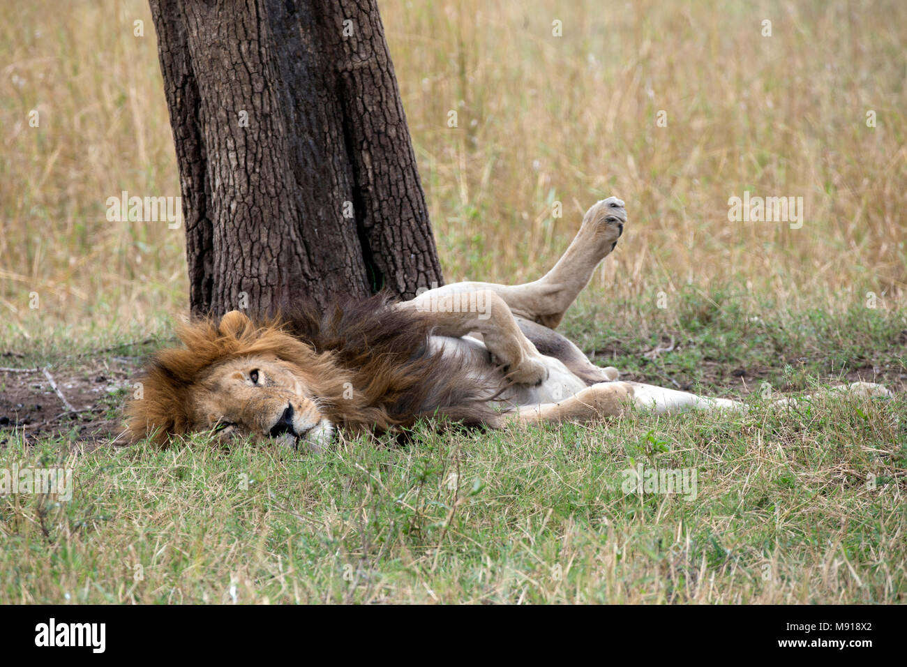 L'African lion (Panthera leo). Le Masai Mara. Au Kenya. Banque D'Images