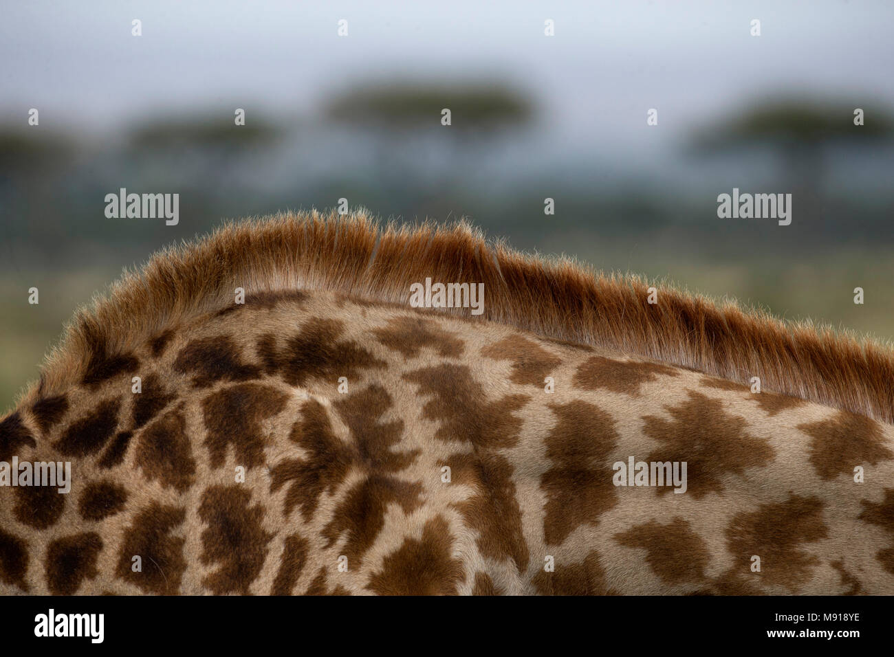 Girafe (Giraffa camelopardalis) dans la savane. Le Masai Mara. Au Kenya. Banque D'Images