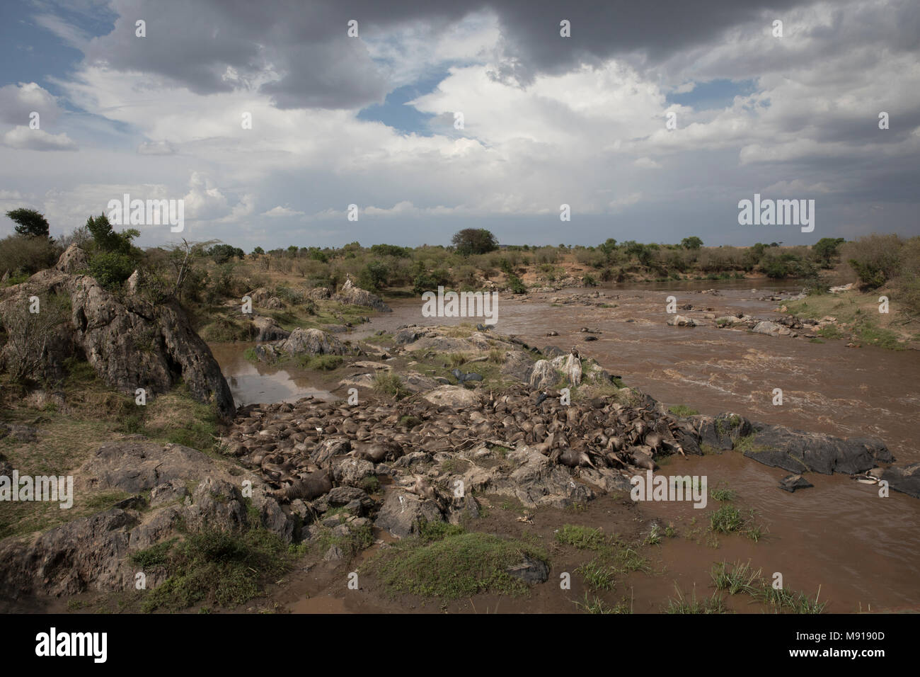 Rivière Mara. Gnous morts et les vautours. Le Masai Mara. Au Kenya. Banque D'Images
